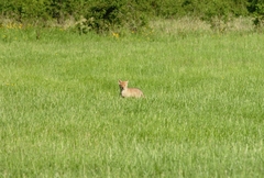 Canis latrans