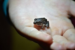 Arthroleptis stenodactylus