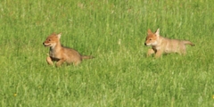 Canis latrans