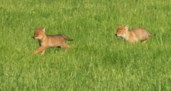 Canis latrans