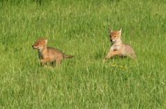 Canis latrans