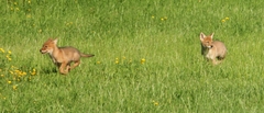 Canis latrans