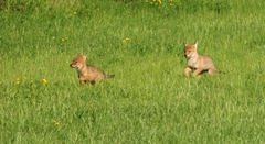 Canis latrans
