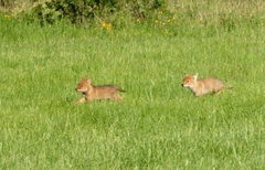 Canis latrans