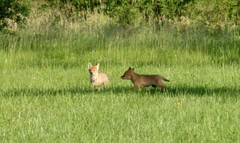 Canis latrans
