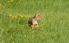 Canis latrans