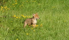 Canis latrans