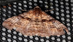 Gastrinodes bitaeniaria