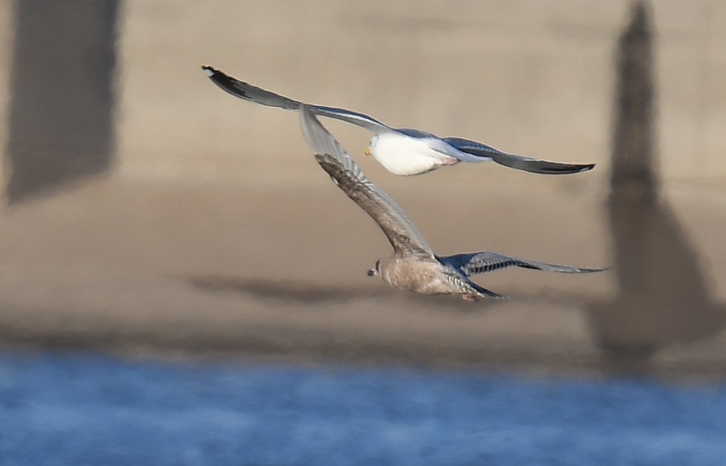 Iceland Gull from Riverlands Migratory Bird Sanctuary, West Alton, MO
