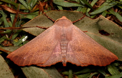 Monoctenia smerintharia