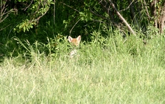 Canis latrans