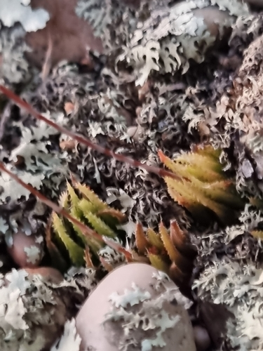 Haworthia chloracantha Haw. 3