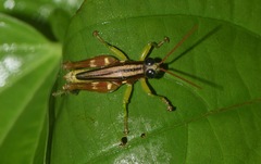 Syntomacris guttulosa