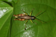 Syntomacris guttulosa