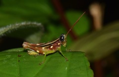 Syntomacris guttulosa