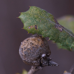 Disholcaspis simulata