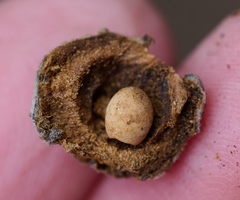 Disholcaspis simulata