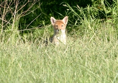 Canis latrans