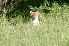 Canis latrans