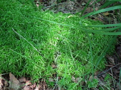 Sphagnum inundatum