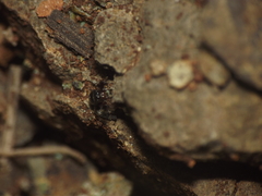 Harmochirus brachiatus