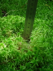 Sphagnum inundatum