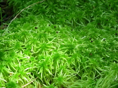 Sphagnum inundatum