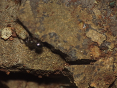Harmochirus brachiatus