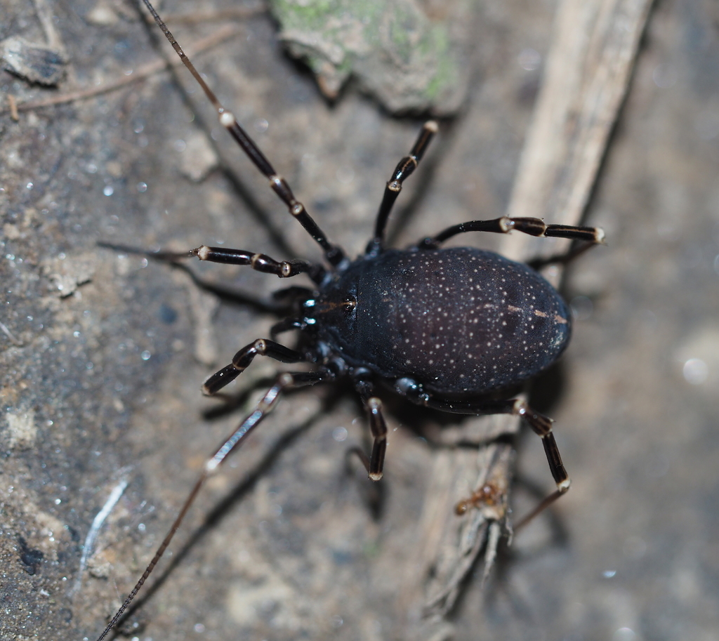 Egaenus convexus