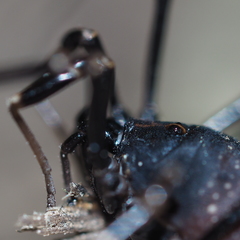Egaenus convexus
