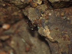 Harmochirus brachiatus