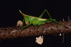 Oxyprora curvirostris