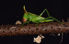 Oxyprora curvirostris