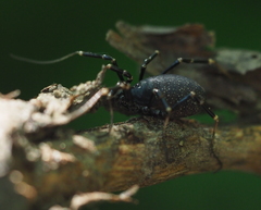 Egaenus convexus