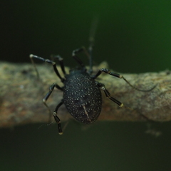 Egaenus convexus
