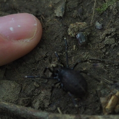 Egaenus convexus
