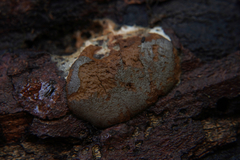 Dictydiaethalium plumbeum