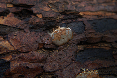 Dictydiaethalium plumbeum