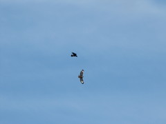 Buteo buteo insularum