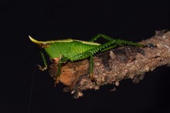 Oxyprora curvirostris