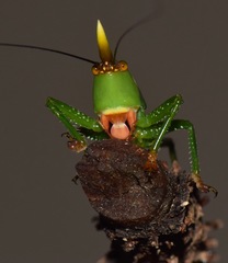 Oxyprora curvirostris