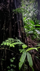 Anolis princeps