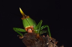 Oxyprora curvirostris