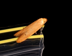 Platoloncha psamathina