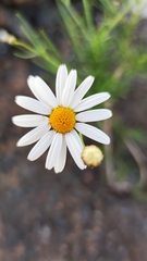 Argyranthemum gracile