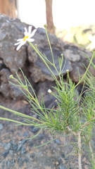 Argyranthemum gracile