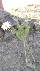 Argyranthemum gracile