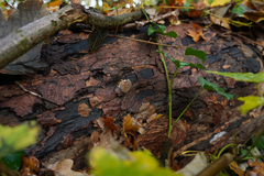 Dictydiaethalium plumbeum