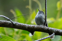 Pogonotriccus difficilis