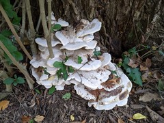 Fomitopsis durescens